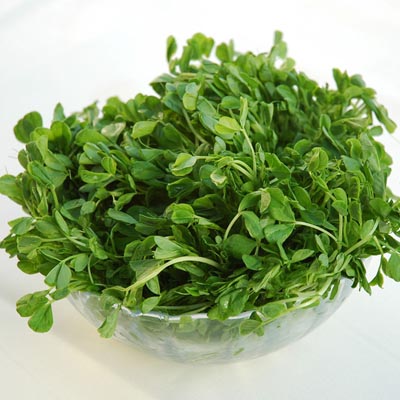 四季芽苗菜