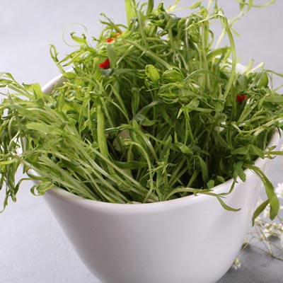 四季芽苗菜