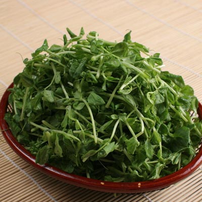 四季芽苗菜