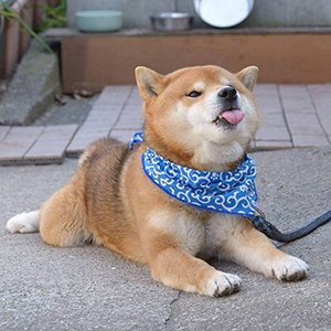 新柒宠