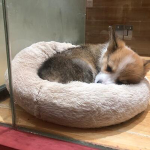 左右宠物生活馆